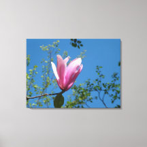 flor de magnolia púrpura primavera en cielo azul.