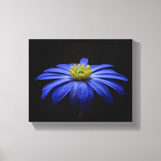 Lienzo Flor de margarita azul Gerbera en un fondo negro (Anverso)