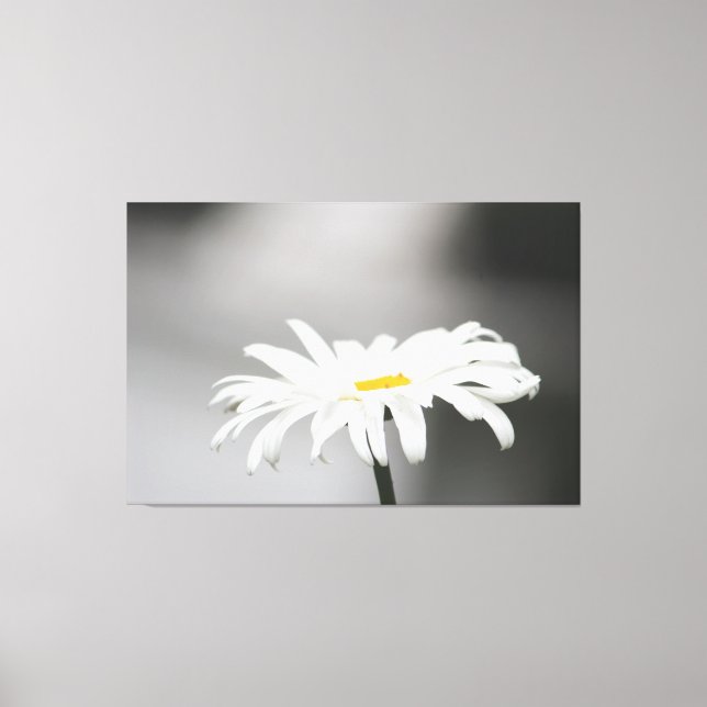 Lienzo Flor de margarita blanca (Anverso)