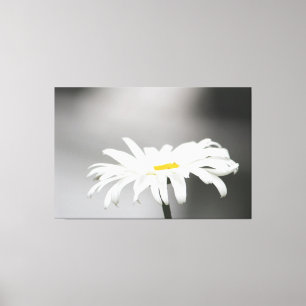 Lienzo Flor de margarita blanca