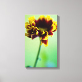 Lienzo Flor de margarita roja y amarilla