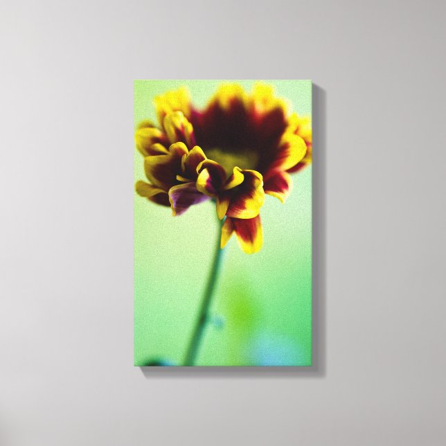 Lienzo Flor de margarita roja y amarilla (Anverso)