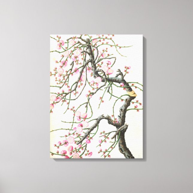 Lienzo Flor de melocotón (color en el papel) (Anverso)