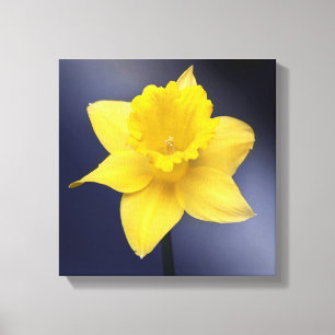 Lienzo Flor de Narciso Amarillo pintura acuarela floral