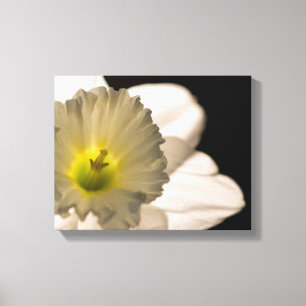 Lienzo Flor de Narciso Blanco con Iluminación Posterior