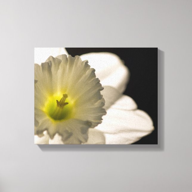 Lienzo Flor de Narciso Blanco con Iluminación Posterior (Anverso)