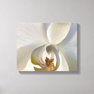 Lienzo Flor de orquídea blanca