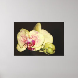 Lienzo Flor de orquídeas cremosas