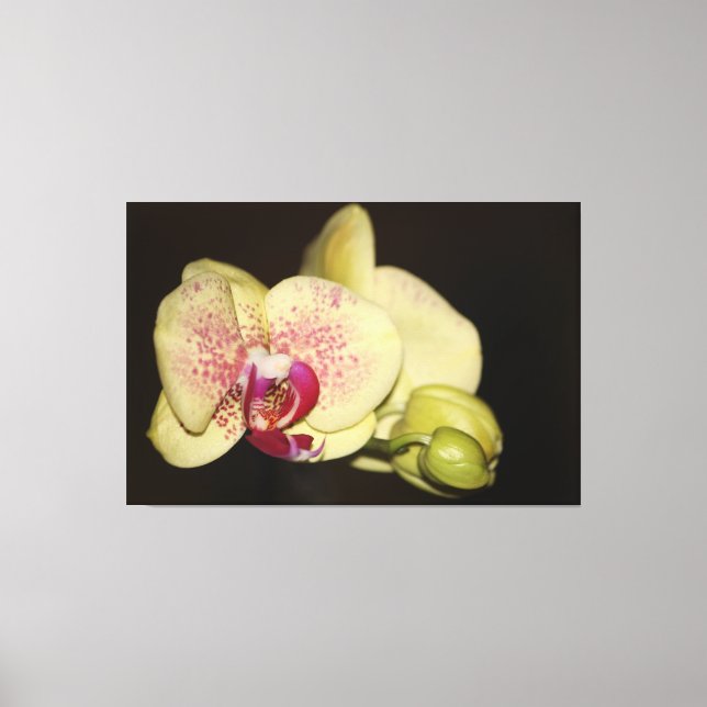 Lienzo Flor de orquídeas cremosas (Anverso)