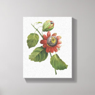 Lienzo Flor de pasión (Passiflora alata) por Redouté