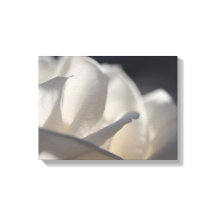 Flor de Pétalos de rosa blanca