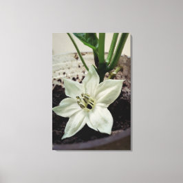 Lienzo flor de pimentão