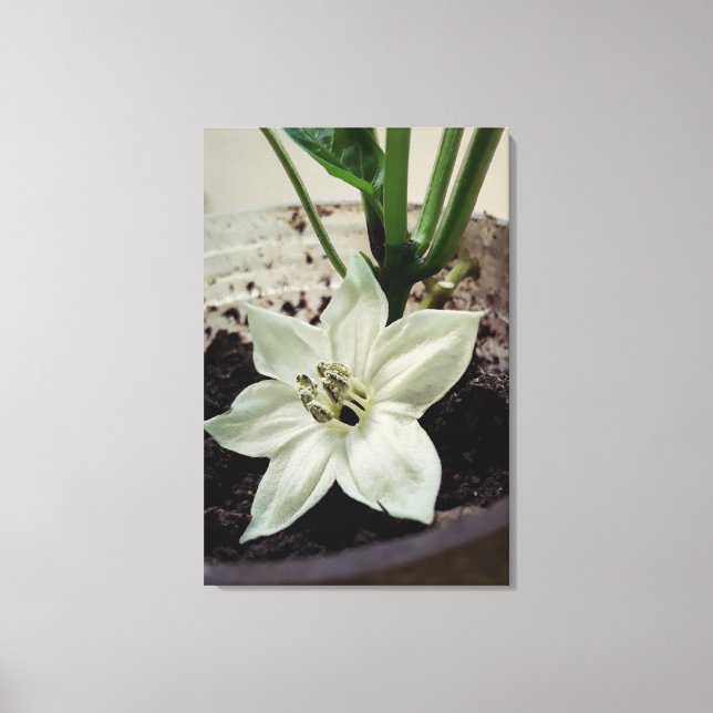 Lienzo flor de pimentão (Anverso)