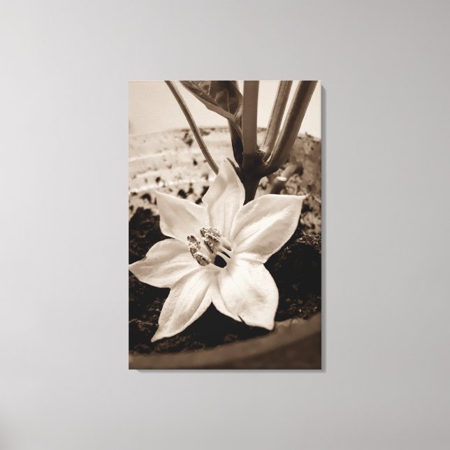 Lienzo flor de pimentão - old (Anverso)