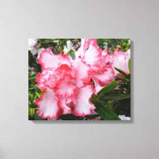 Lienzo Flor de primavera de Azaleas doble roja y blanca