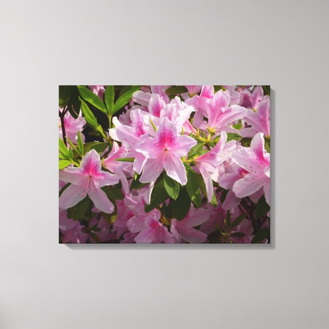 Lienzo Flor de primavera rosada de Azalea Bush (Anverso)