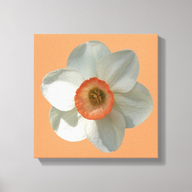 Lienzo Flor de primavera rosada de Daffodil (Anverso)