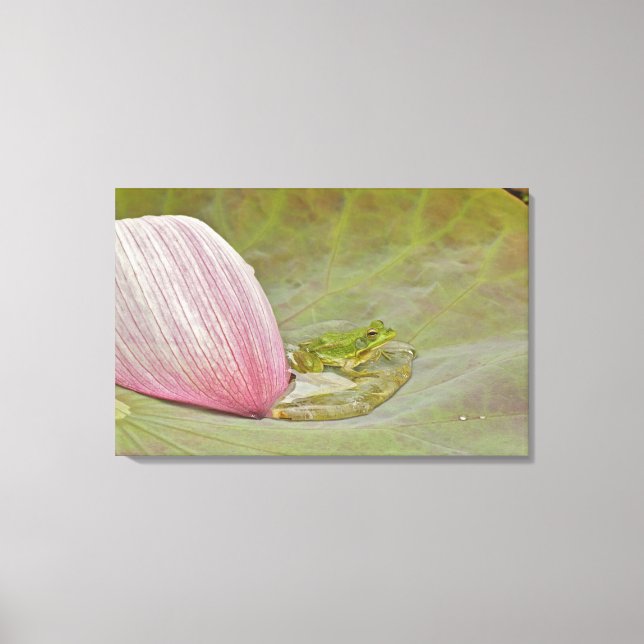 Lienzo Flor de rana y loto en pétalo, China, (Anverso)