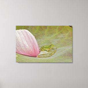 Lienzo Flor de rana y loto en pétalo, China,