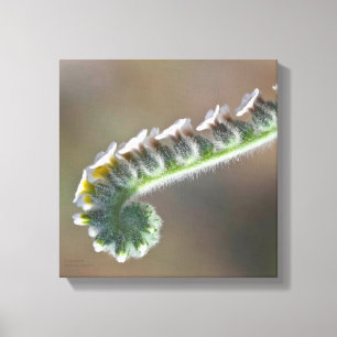 Lienzo flor de rizo de primavera verde