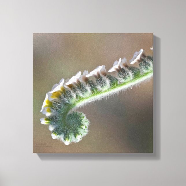 Lienzo flor de rizo de primavera verde (Anverso)