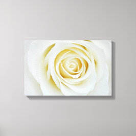 Lienzo Flor de rosa blanca