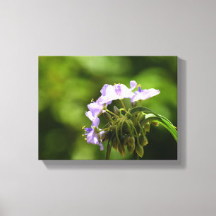 Lienzo flor de tradescantia vibrante