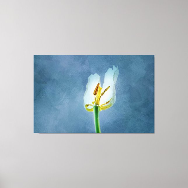 Lienzo Flor de tulipán blanco (Anverso)