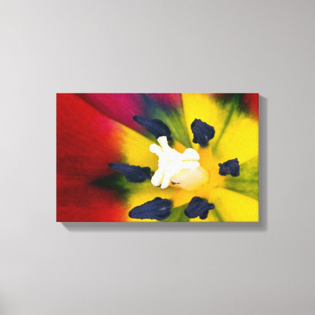 Lienzo Flor de tulipán rojo (Anverso)