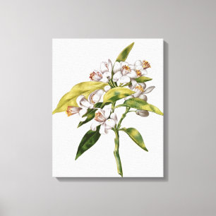 Lienzo Flor del árbol anaranjado, de 'La Guirlande de