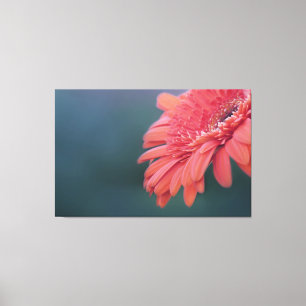 Lienzo Flor del rojo del Gerbera