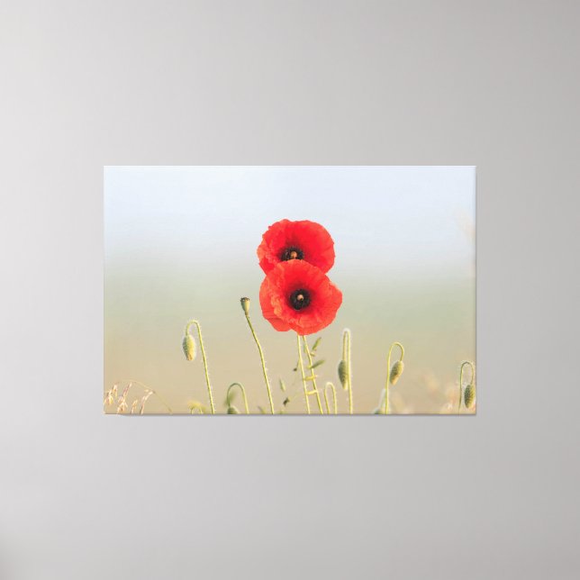Lienzo flor doble de amapola (Anverso)