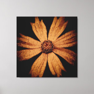 Lienzo Flor dorada de cosmos en negro