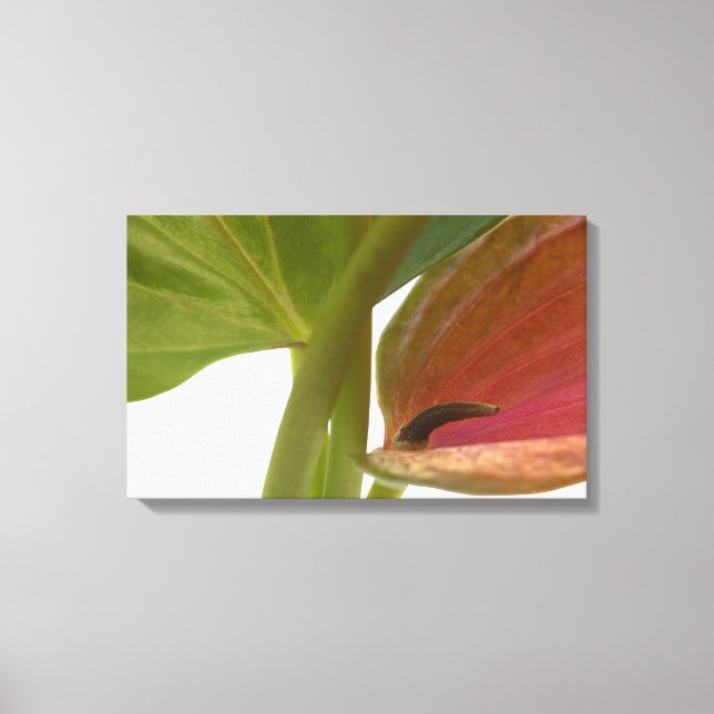 Lienzo Flor exótica (Anverso)