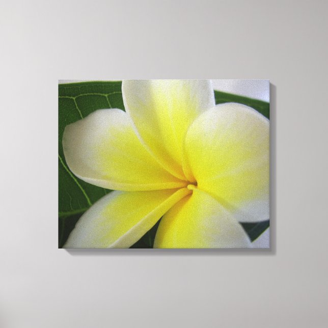 Lienzo Flor Frangipani Blanca Y Amarilla (Anverso)
