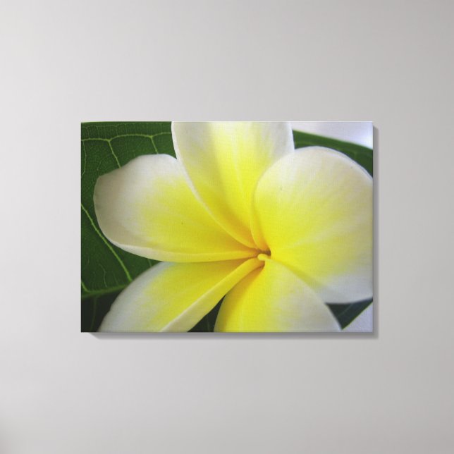 Lienzo Flor Frangipani Blanca Y Amarilla (Anverso)