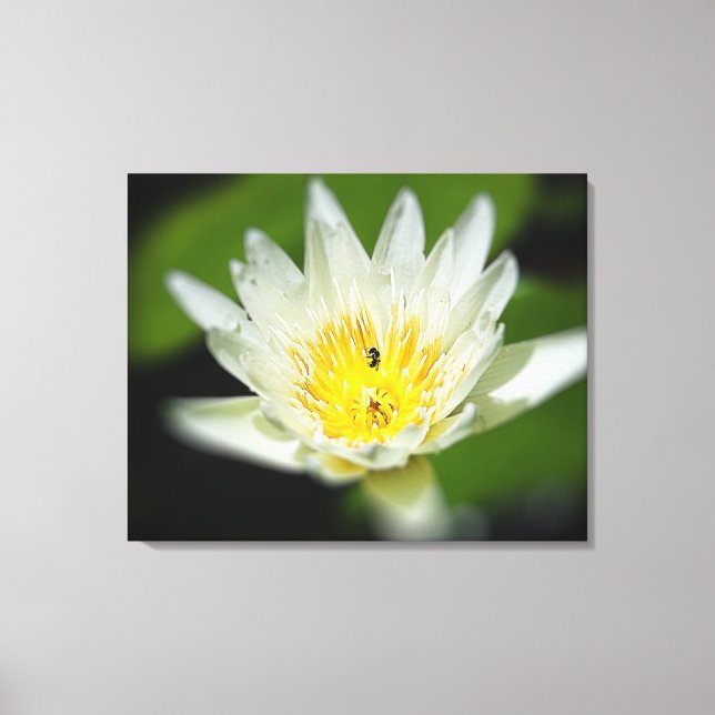 Lienzo Flor lirio de agua blanca y abeja 2 (Anverso)