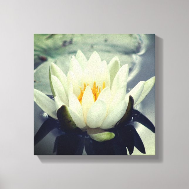Lienzo Flor Lotus Blossom de Lily de Agua Blanca (Anverso)
