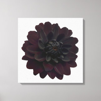 Lienzo Flor moderna de Dahlia negra floral