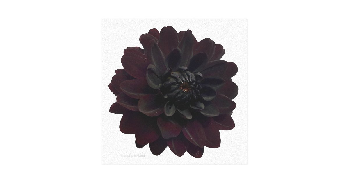 Lienzo Flor negra floral moderna de la dalia 
