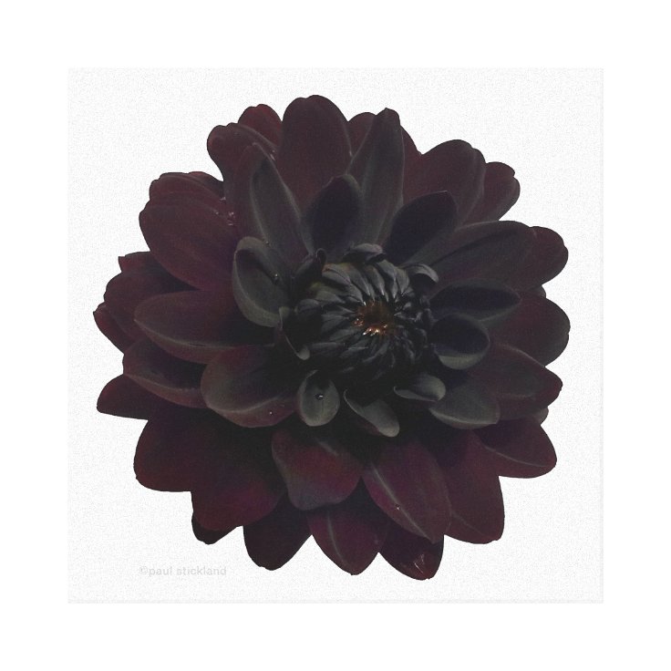 Lienzo Flor negra floral moderna de la dalia | Zazzle.es