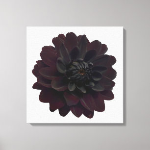 Lienzo Flor negra floral moderna de la dalia