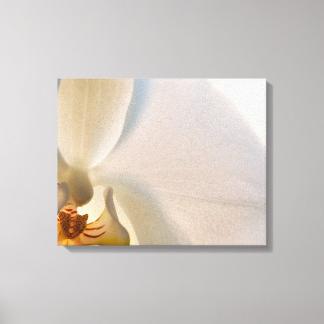 Lienzo Flor Orquídea Blanca Cerrar (Anverso)