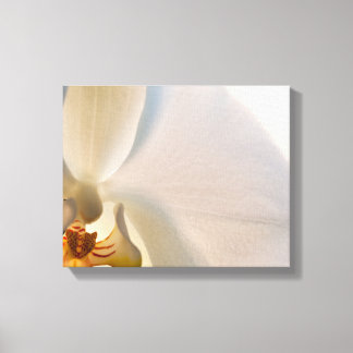 Lienzo Flor Orquídea Blanca Cerrar
