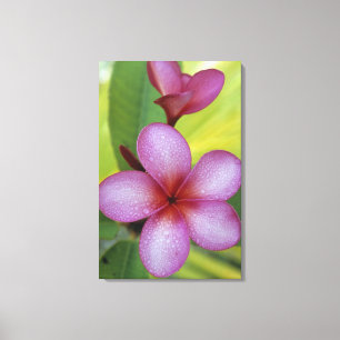 Lienzo Flor, Plumeria sp.), Pacífico Sur, Niue