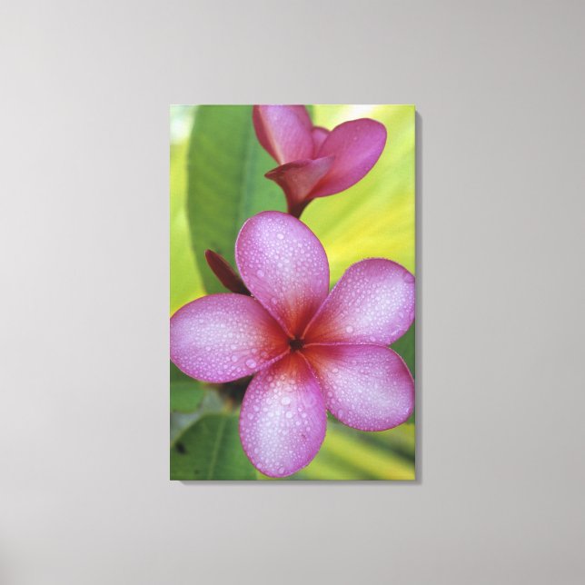 Lienzo Flor, Plumeria sp.), Pacífico Sur, Niue (Anverso)