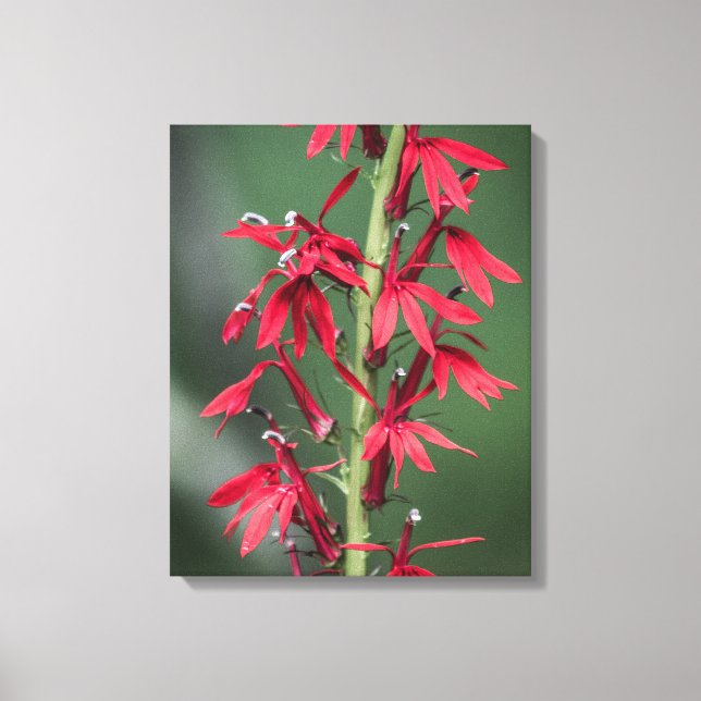 Lienzo Flor roja cardinal (Anverso)