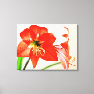 Lienzo Flor roja de Amaryllis