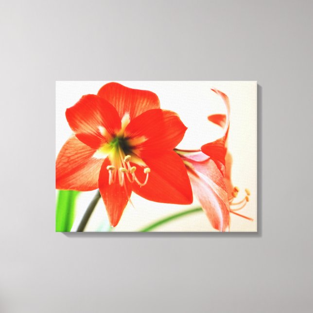 Lienzo Flor roja de Amaryllis (Anverso)
