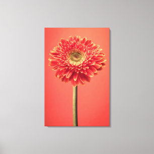 Lienzo Flor roja de la margarita del Gerbera de Barberton